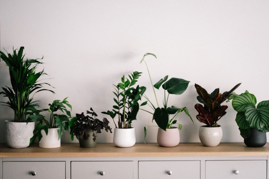 Use Indoor Plants for interior design