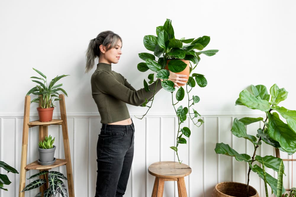 Trailing Plants, Interior Design