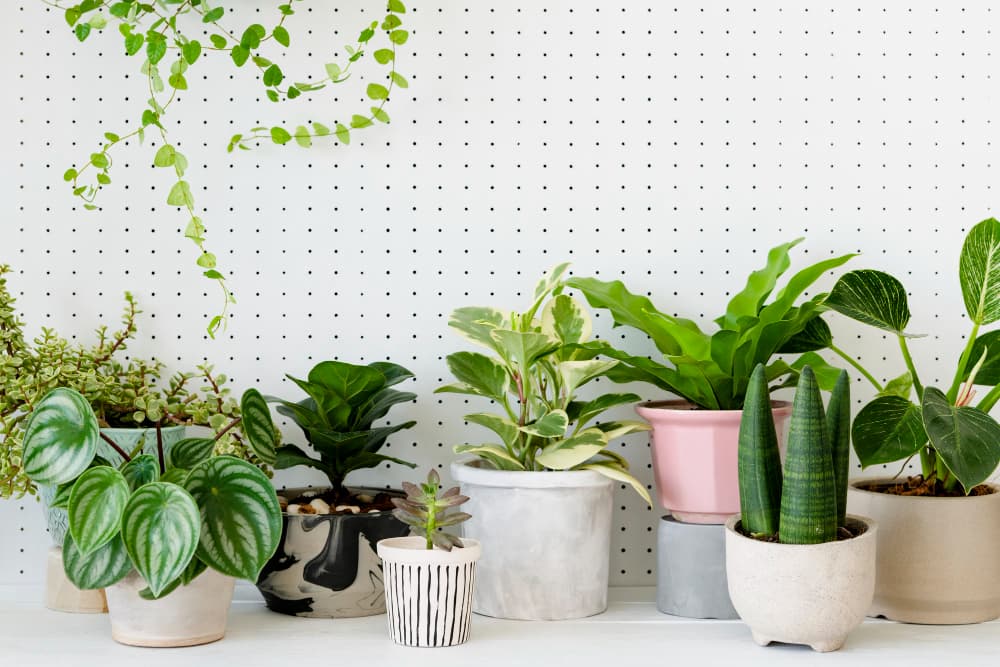 white background Living Room Decoration With Plants