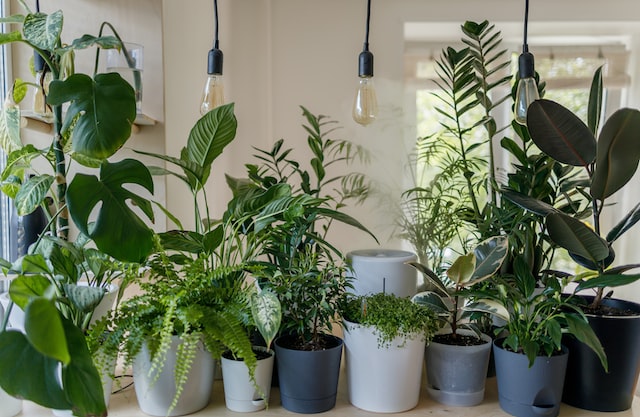 Decorate End Table with plants