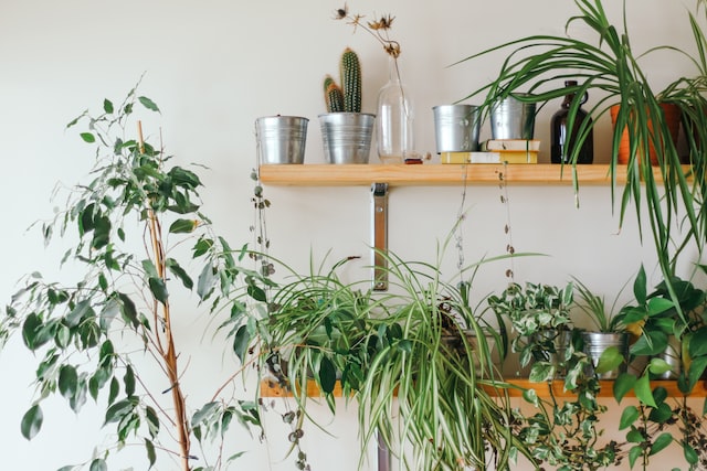 Shelves with plants in living room